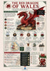 Infographic about the Red Dragon of Wales with historical information and graphics.