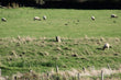 Prestatyn Castle mound topped by a modern stone pillar