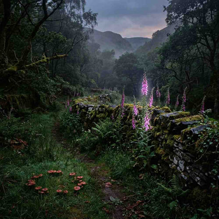 Who Are the Tylwyth Teg? Everything You Need to Know About Welsh Fairies