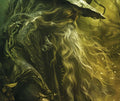 Merlin and the red and white dragons of legend
