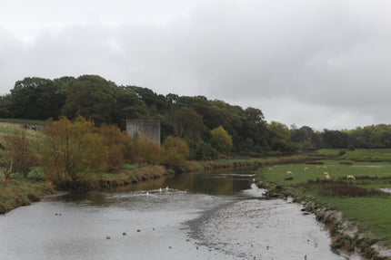The River Clwyd below Rhuddlan Castle and Gillot's Tower, with sheep and swans