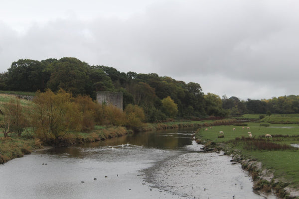 The River Clwyd below Rhuddlan Castle and Gillot's Tower, with sheep and swans