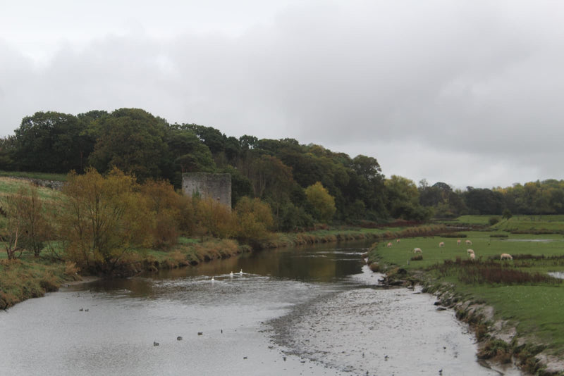 The River Clwyd below Rhuddlan Castle and Gillot's Tower, with sheep and swans