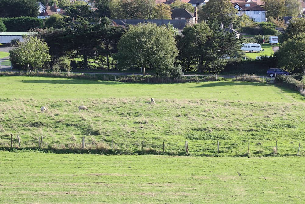 Prestatyn Castle motte in a field with sheep grazing