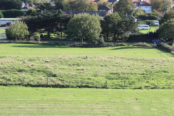 Prestatyn Castle motte in a field with sheep grazing