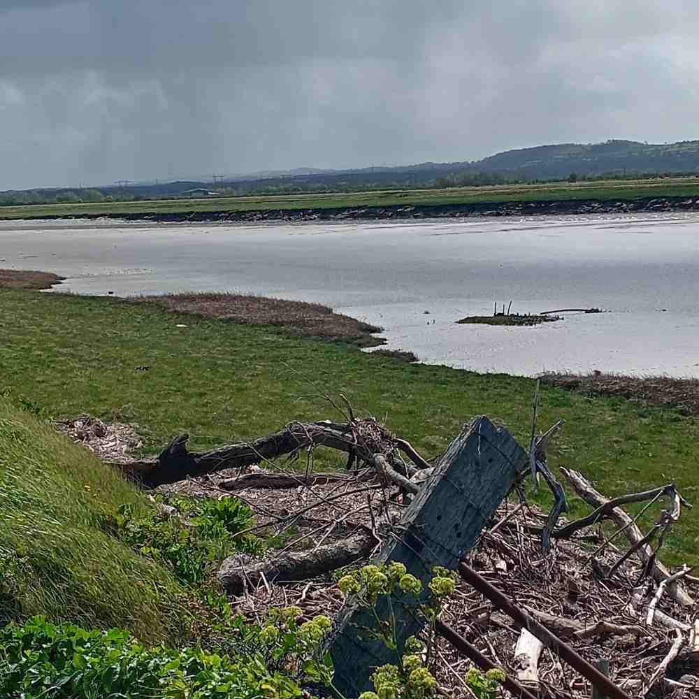 The River Clwyd seen from a grassy bank with driftwood in the foreground