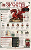 Infographic about the Red Dragon of Wales with historical information and graphics.