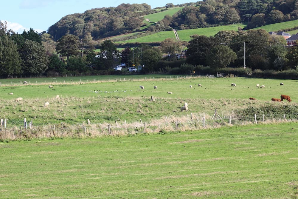Prestatyn Castle earthworks in a field with sheep and cows