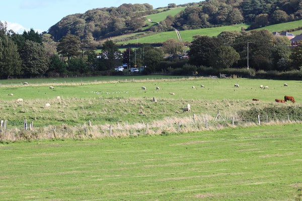 Prestatyn Castle earthworks in a field with sheep and cows